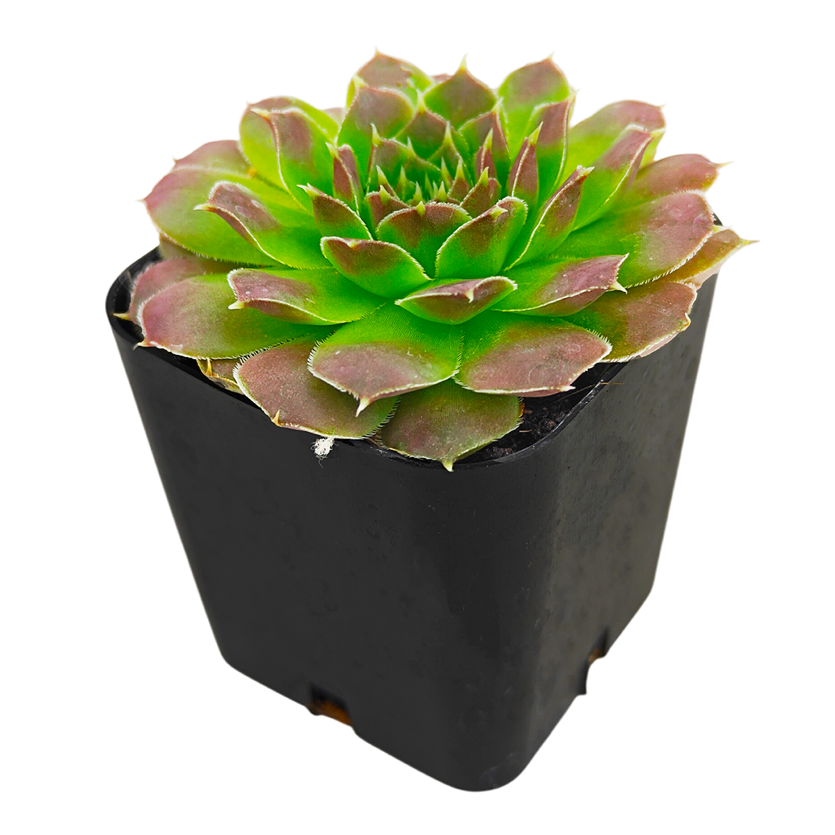 2 inch Sempervivum heuffelii 'Cherry Glow', pink succulents,  indoor succulents, succulent care guide, buy succulents online