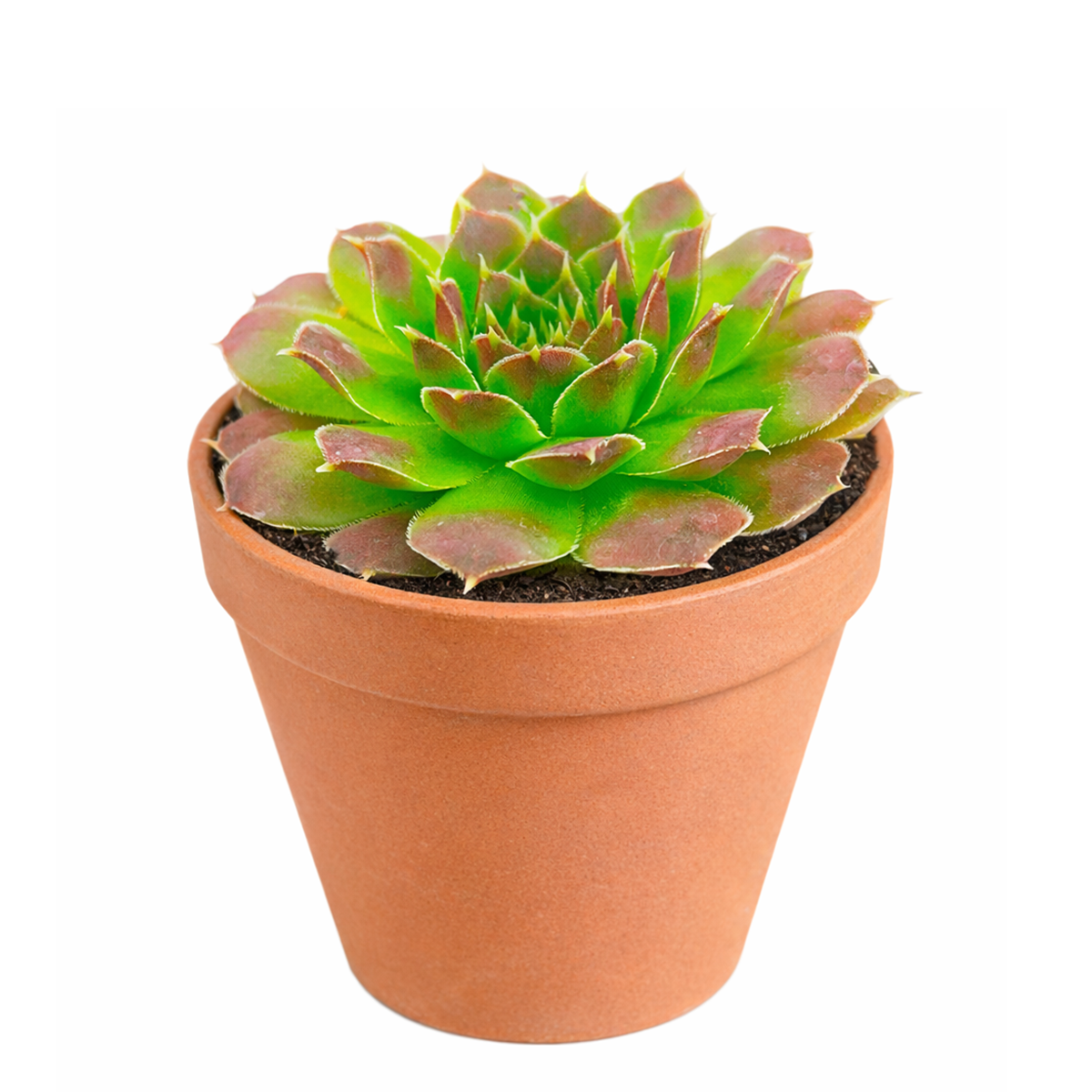 2 inch sempervivum heuffelii cherry glow live succulent plant for sale, sempervivum cherry glow textured rosette collectors plant, hardy succulent for cold climate outdoor gardens