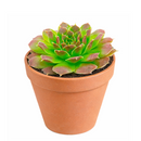 2 inch Sempervivum heuffelii Cherry Glow succulent live plant, unique rosette succulent for rock gardens, colorful rosette succulent arrangement