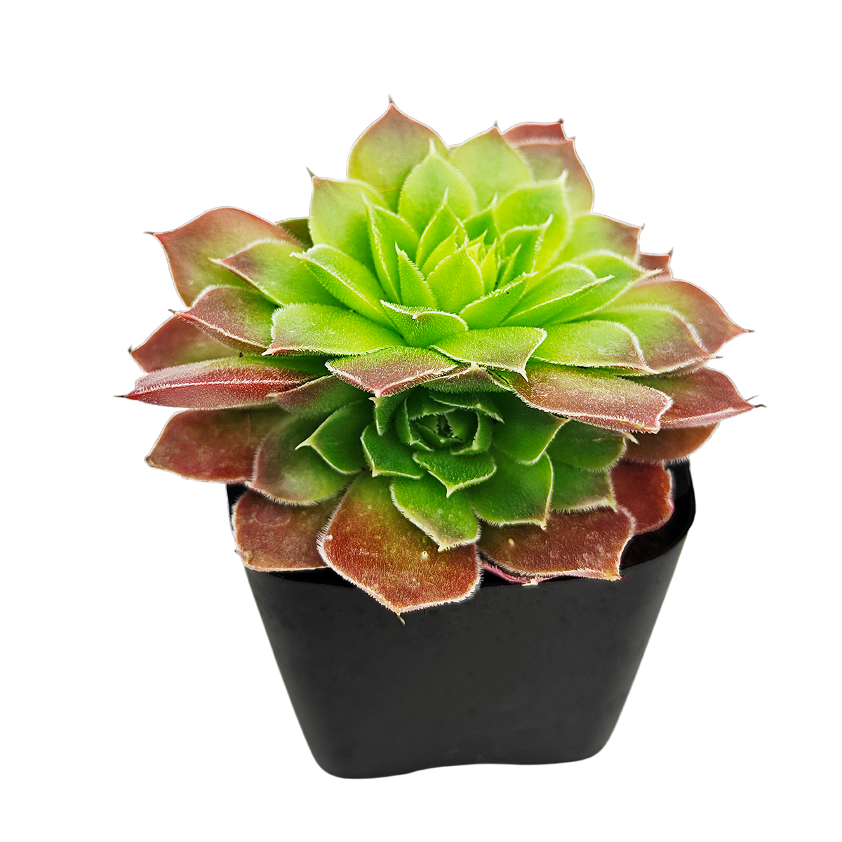 2 inch Sempervivum heuffelii 'Cherry Glow', pink succulents,  indoor succulents, succulent care guide, buy succulents online
