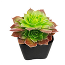 2 inch Sempervivum heuffelii Cherry Glow succulent live plant, unique rosette succulent for rock gardens, colorful rosette succulent arrangement