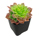 2 inch Sempervivum heuffelii Cherry Glow succulent live plant, unique rosette succulent for rock gardens, colorful rosette succulent arrangement