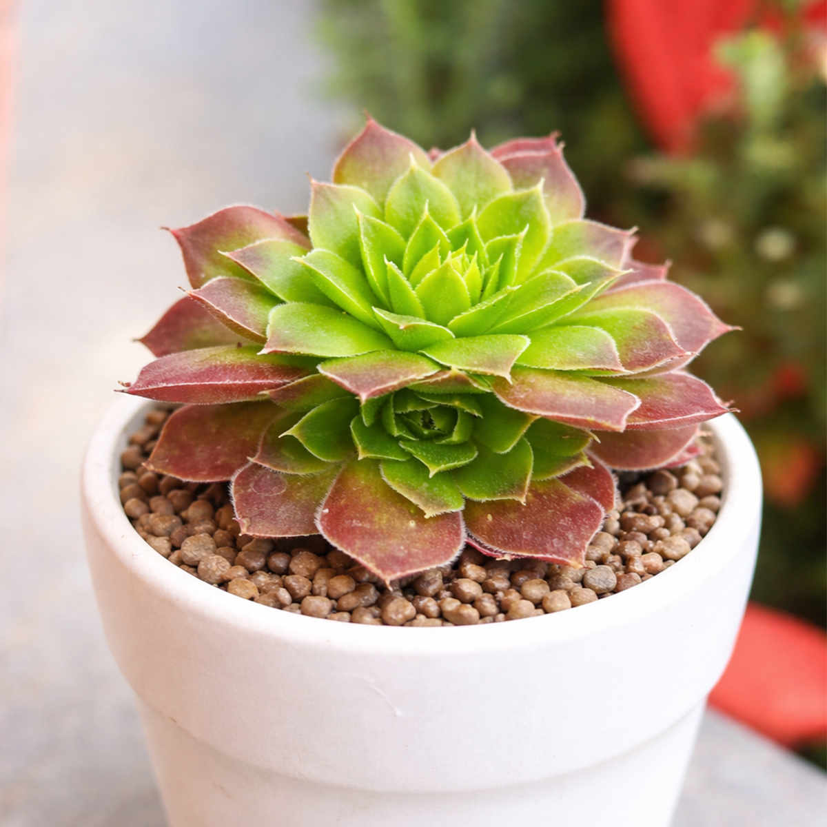 2 inch sempervivum heuffelii cherry glow live succulent plant for sale, sempervivum heuffelii cherry glow red rosette succulent, colorful sempervivum cherry glow hens and chicks variety
