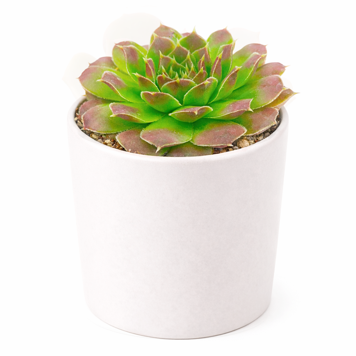 buy 2 inch sempervivum cherry glow hens and chicks online, sempervivum heuffelii cherry glow ground cover succulent, hardy succulent for cold climate outdoor gardens