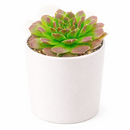 2 inch Sempervivum heuffelii Cherry Glow succulent live plant, unique rosette succulent for rock gardens, colorful rosette succulent arrangement