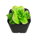 Buy Sempervivum Fandango hens and chicks 2 inch succulent, compact rosette succulent for containers, rare succulent gift for collectors