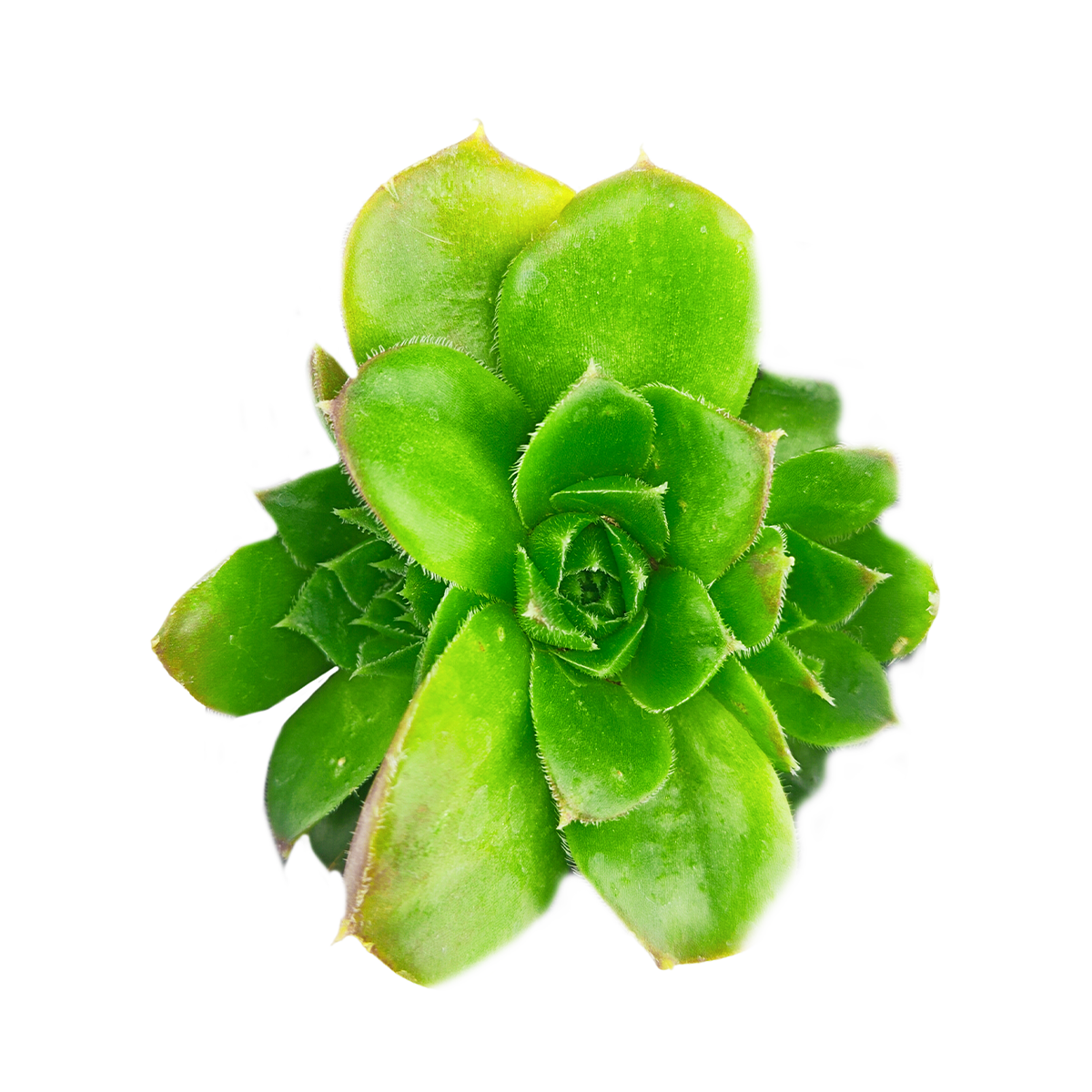 Buy Sempervivum Fandango hens and chicks 2 inch succulent, winter hardy outdoor succulent perennial, exclusive heuffelii succulent cultivar
