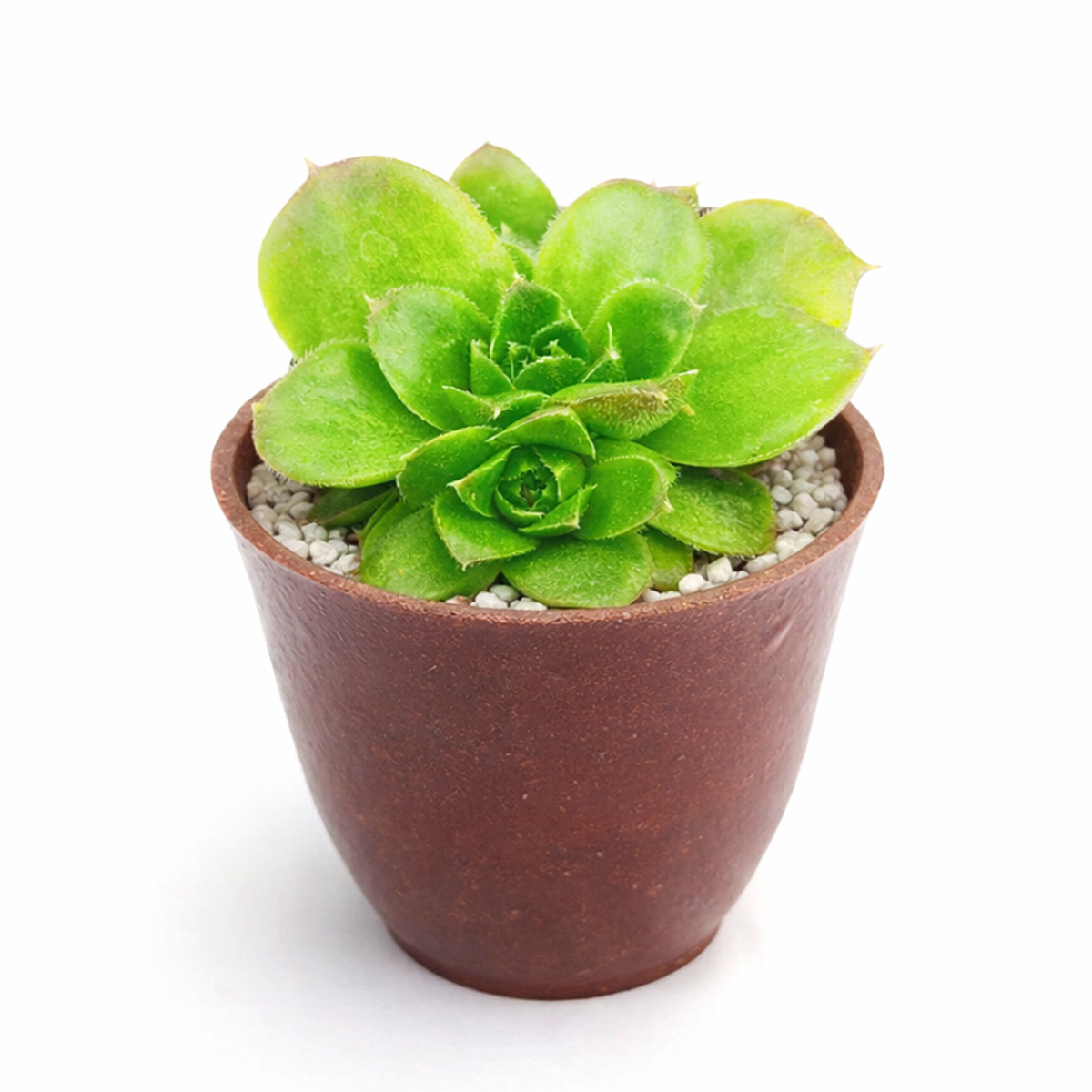 2 inch rare Sempervivum heuffelii Fandango for sale, Sempervivum heuffelii Fandango collector plant, compact rosette succulent for containers