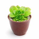 Buy Sempervivum Fandango hens and chicks 2 inch succulent, compact rosette succulent for containers, rare succulent gift for collectors