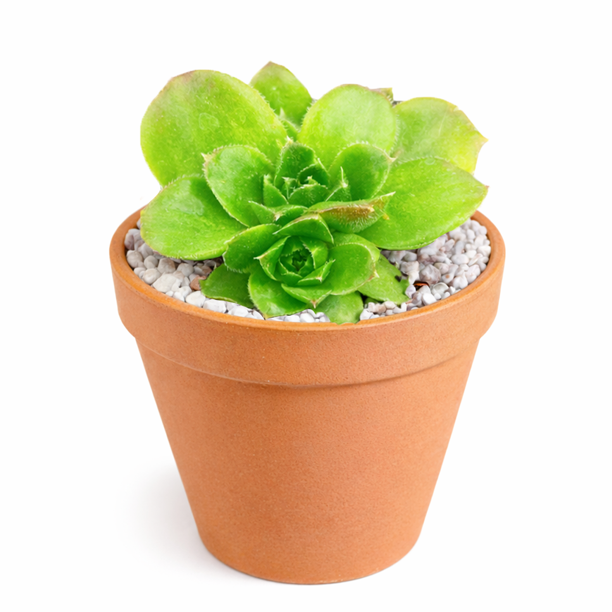 2 inch Sempervivum heuffelii Fandango succulent live plant for sale, frost tolerant hens and chicks plant, pet friendly outdoor succulent