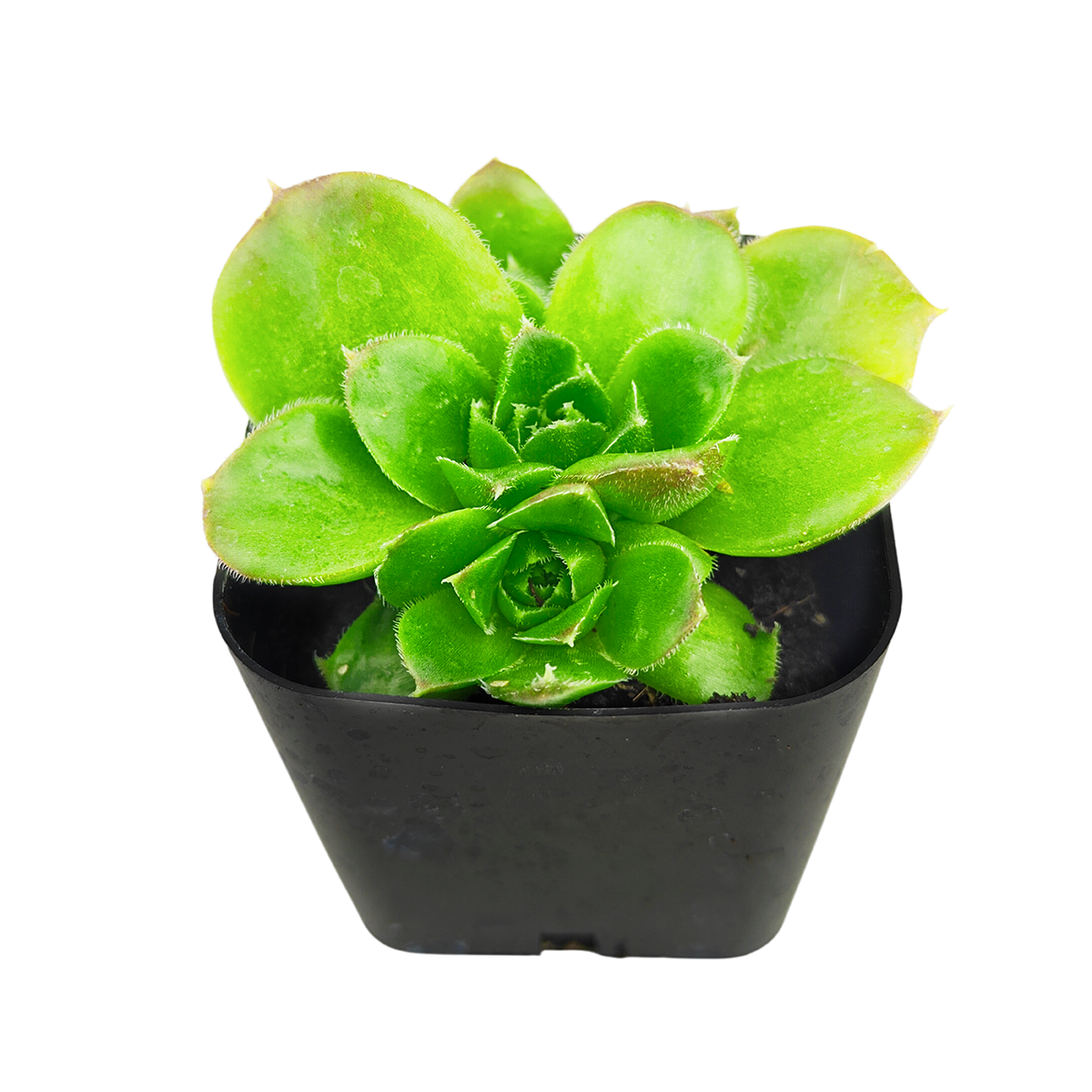 2 inch Sempervivum heuffelii Fandango succulent live plant for sale, drought tolerant alpine succulent, winter hardy outdoor succulent perennial