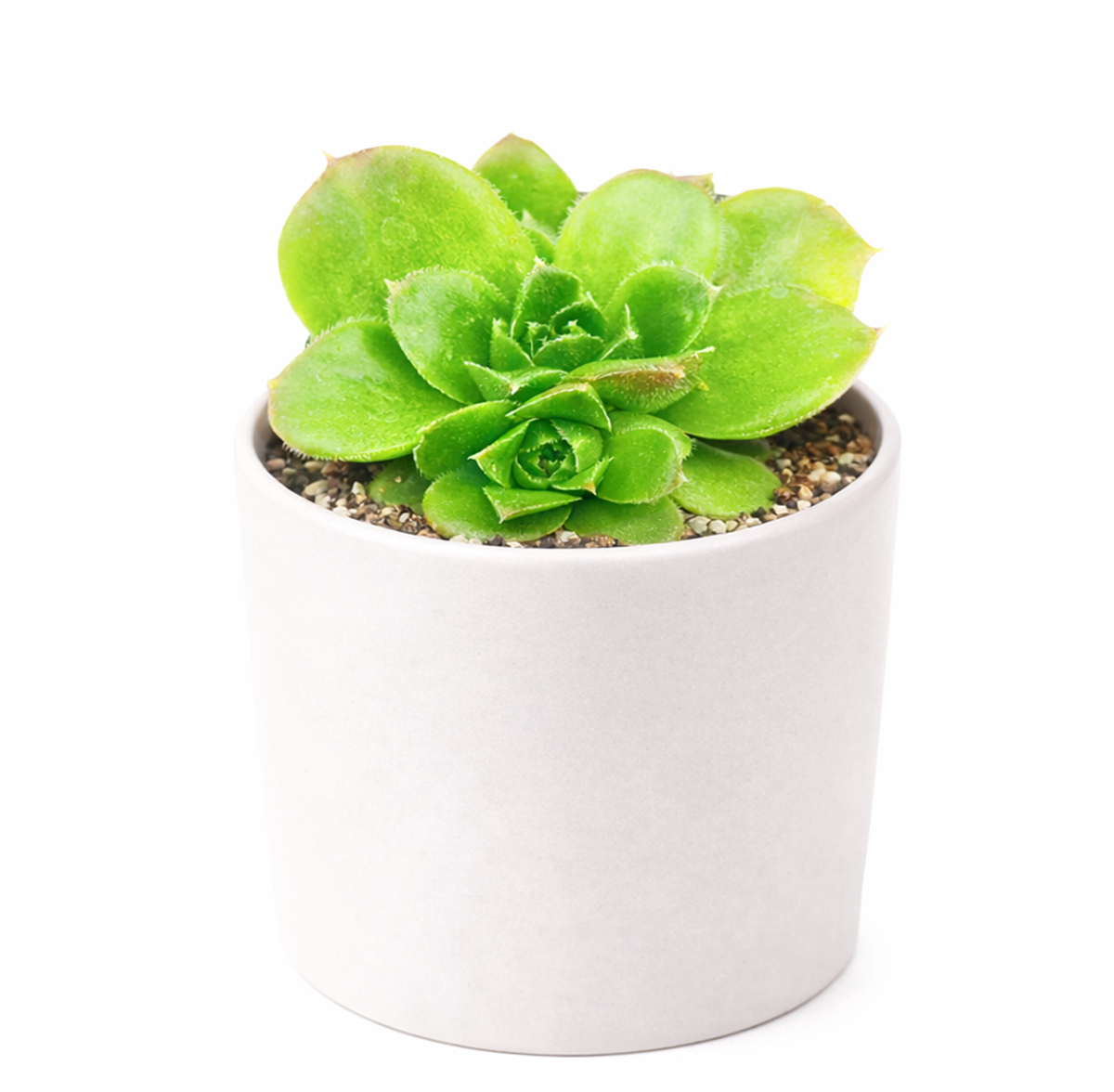 Buy Sempervivum Fandango hens and chicks 2 inch succulent, compact rosette succulent for containers, rare succulent gift for collectors