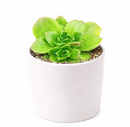 Buy Sempervivum Fandango hens and chicks 2 inch succulent, compact rosette succulent for containers, rare succulent gift for collectors