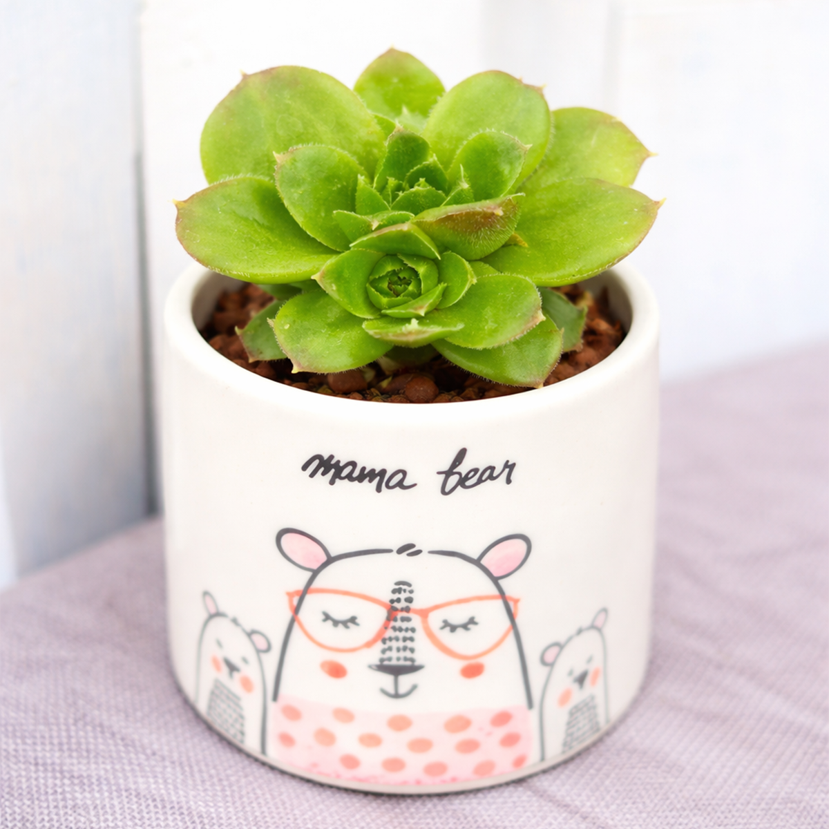 2 inch Sempervivum heuffelii Fandango succulent live plant for sale, colorful rosette succulent with red and purple tones, easy care Sempervivum Fandango succulent