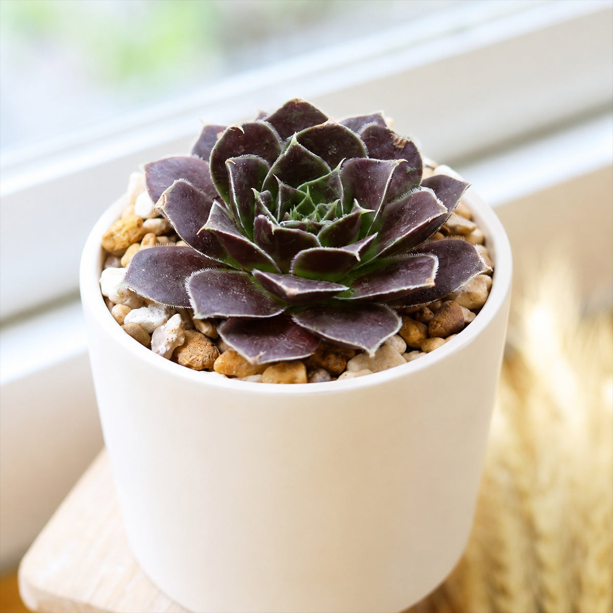 buy sempervivum heuffelii 'irene' live succulent 2 inch online, compact burgundy red rosette with yellow green heart center, thick pointed leaves with white-edged margins, slow-growing clumping form, frost hardy and drought tolerant, architectural accent for rock garden or windowsill display, perfect low-maintenance succulent gift for plant lovers