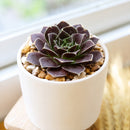 2 inch sempervivum heuffelii 'irene' live succulent for sale, bamboo pot pairing with the plant's natural burgundy and green tones, compact rosette with vivid seasonal color including purple winter hues and white leaf margins, slow growing and low maintenance clumper, thrives outdoors in sunny spots with excellent drainage, beautifully textured conversation piece for patios and rock gardens, a rare and meaningful gift for plant collectors