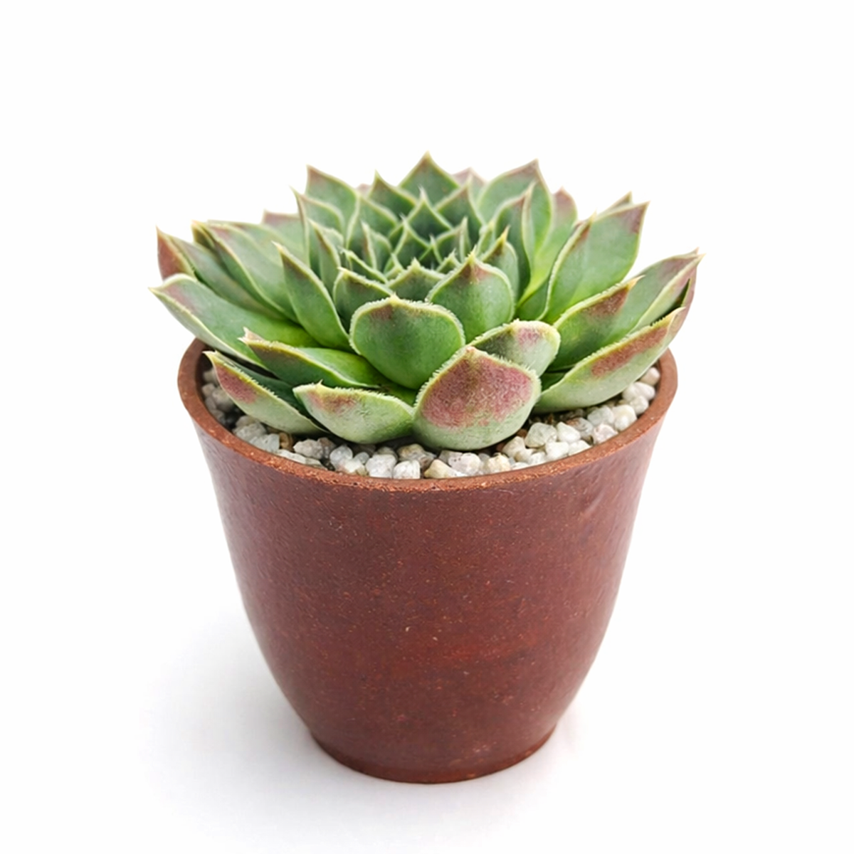 2 inch Sempervivum heuffelii 'Perfection', indoor succulents, succulent care guide, buy succulents online