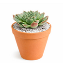 2 inch Sempervivum heuffelii Perfection succulent live plant for sale, colorful rosette succulent with red tones, ornamental rosette succulent for rock gardens