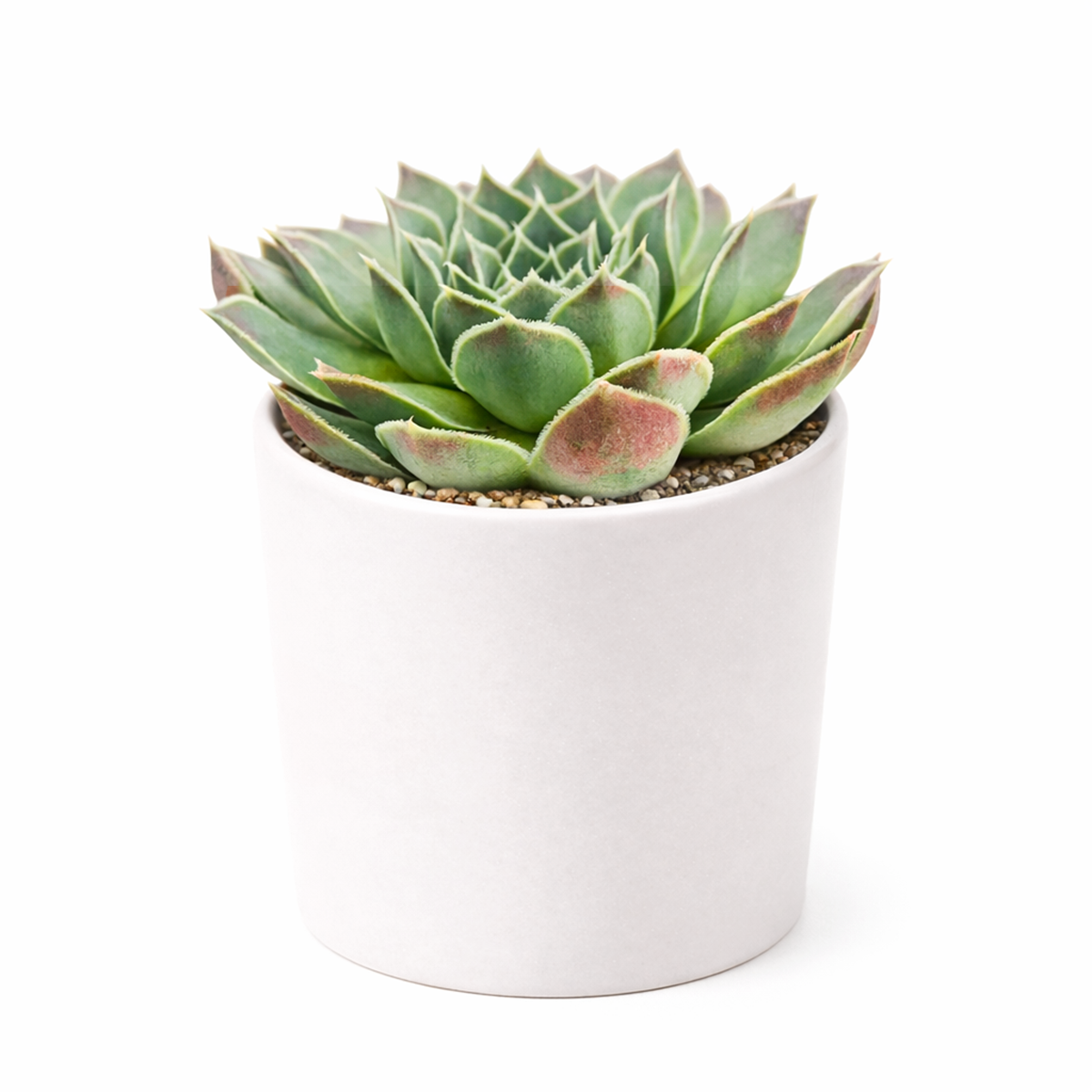 2 inch Sempervivum heuffelii Perfection succulent live plant for sale, colorful rosette succulent with red tones, ornamental rosette succulent for rock gardens