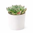 2 inch Sempervivum heuffelii Perfection succulent live plant for sale, colorful rosette succulent with red tones, ornamental rosette succulent for rock gardens