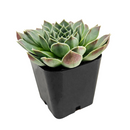 2 inch Sempervivum heuffelii Perfection succulent live plant for sale, colorful rosette succulent with red tones, ornamental rosette succulent for rock gardens
