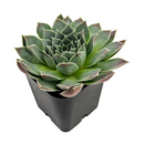 2 inch Sempervivum heuffelii Perfection succulent live plant for sale, colorful rosette succulent with red tones, ornamental rosette succulent for rock gardens