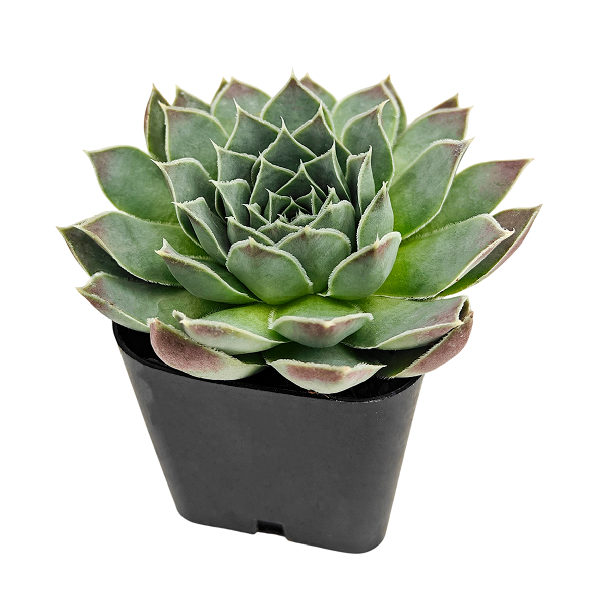 Buy Sempervivum Perfection hens and chicks succulent online, Sempervivum heuffelii alpine succulent, frost tolerant perennial succulent, compact rosette succulent for containers