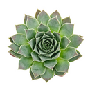 2 inch Sempervivum heuffelii Perfection succulent live plant for sale, colorful rosette succulent with red tones, ornamental rosette succulent for rock gardens