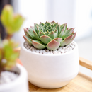 2 inch Sempervivum heuffelii Perfection succulent live plant for sale, colorful rosette succulent with red tones, ornamental rosette succulent for rock gardens