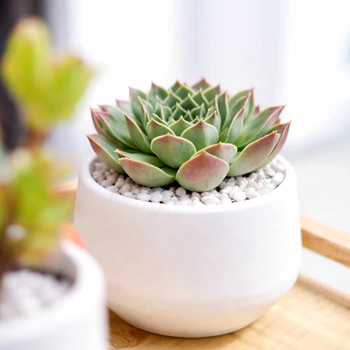 Buy Sempervivum Perfection hens and chicks succulent online, Sempervivum Perfection fairy garden plant, decorative potted succulent live plant, colorful hens and chicks arrangement