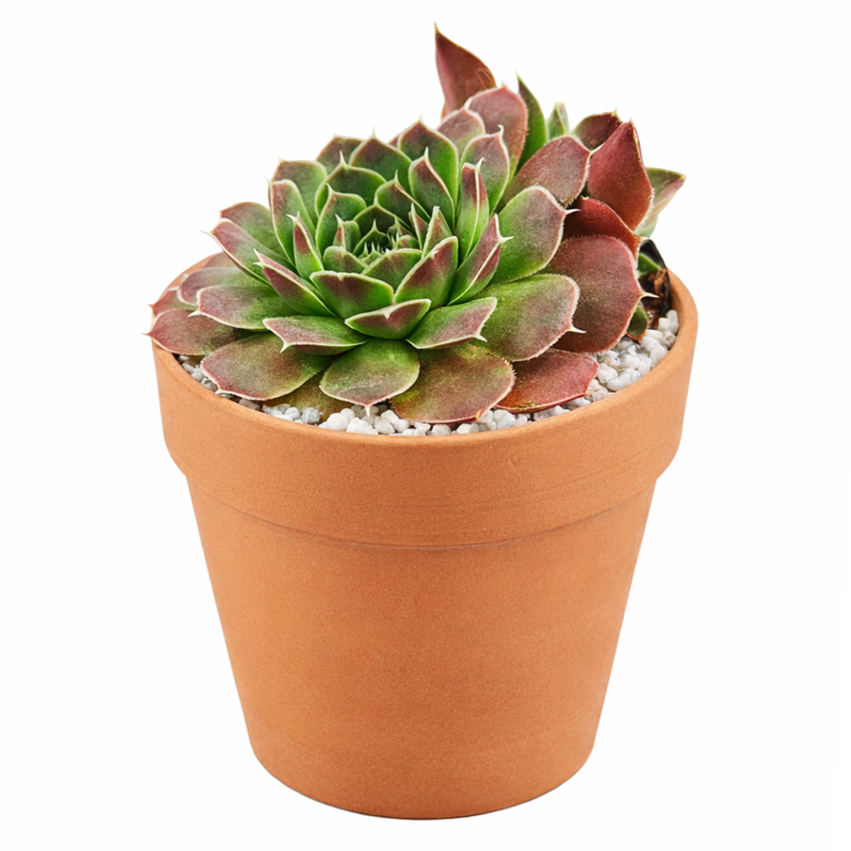buy sempervivum heuffelii 'violet' live succulent 2 inch online, luminous purple-violet leaves with pointed tips and fleshy succulent texture, slow growing compact rosette ideal for containers and small spaces, naturally cold hardy evergreen alpine species, thrives with neglect and minimal water, gorgeous decorative windowsill accent, perfect gift for low-maintenance plant lovers