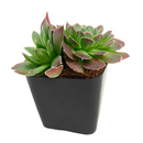 2 inch sempervivum heuffelii 'violet' live succulent for sale, deep purple foliage with distinctive rose-violet undertones throughout, tight architectural rosette with symmetrical growth pattern, exceptional cold hardiness down to freezing temperatures, virtually pest-free and disease resistant plant, ideal bright shelf or table display, distinctive gift for alpine succulent plant collectors