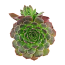 Sempervivum heuffelii 'Violet' in California, How to grow Sempervivum Sea Foam, rare succulents, rare succulents for sale, unique succulents