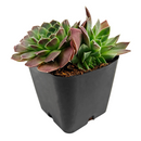 Sempervivum heuffelii 'Violet' in California, How to grow Sempervivum Sea Foam, rare succulents, rare succulents for sale, unique succulents
