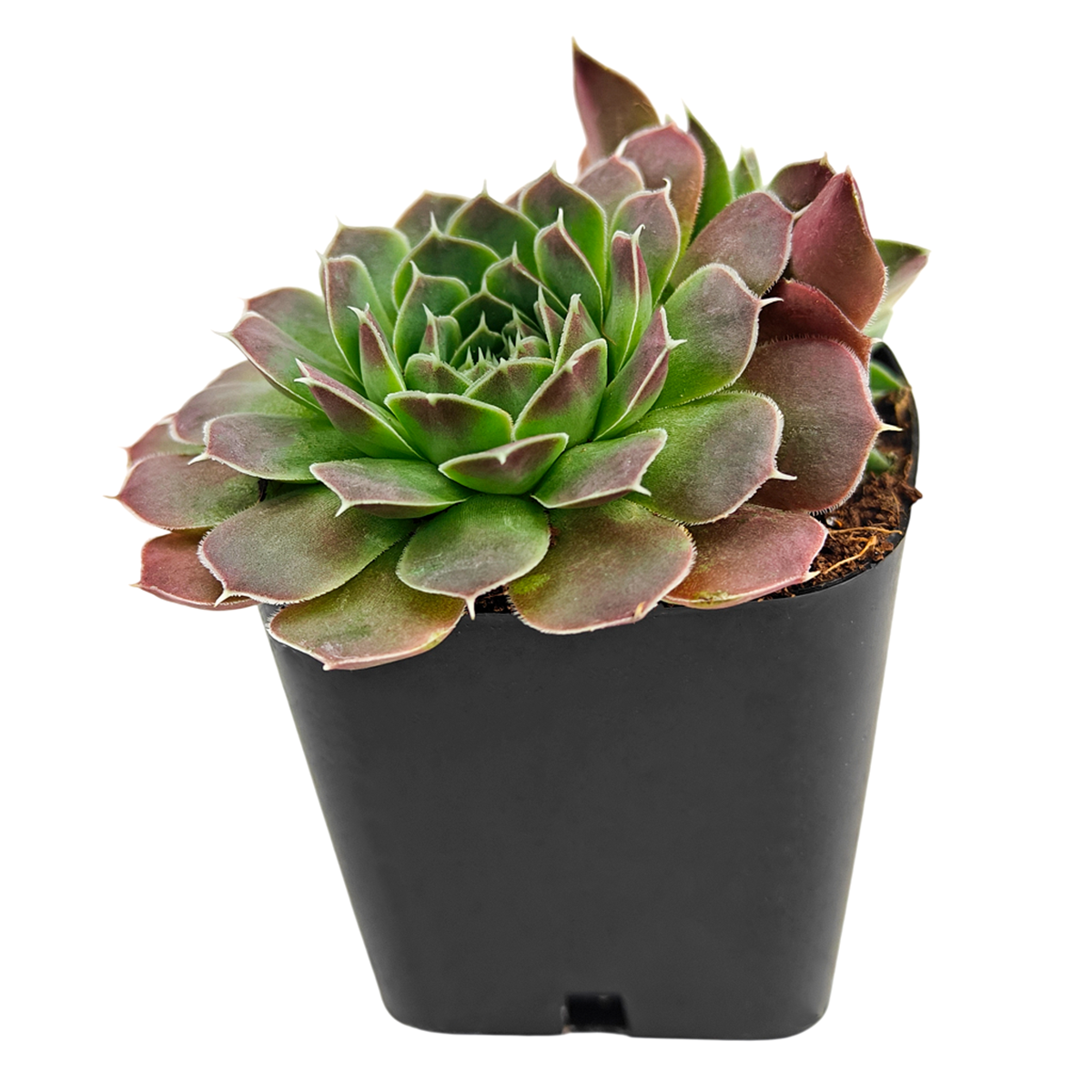 Sempervivum heuffelii 'Violet' in California, How to grow Sempervivum Sea Foam, rare succulents, rare succulents for sale, unique succulents