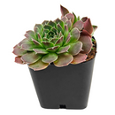 Sempervivum heuffelii 'Violet' in California, How to grow Sempervivum Sea Foam, rare succulents, rare succulents for sale, unique succulents