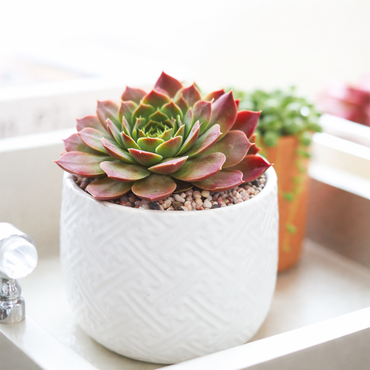 Sempervivum heuffelii 'Violet' in California, How to grow Sempervivum Sea Foam, rare succulents, rare succulents for sale, unique succulents