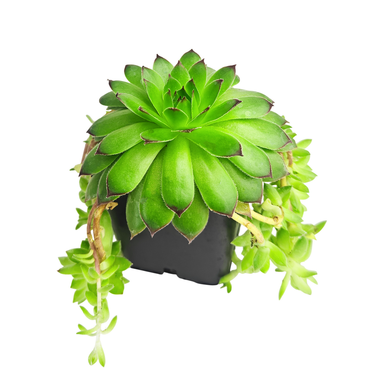 2 inch Sempervivum marmoreum f/ Kazan Gorge, green succulents, indoor succulents, succulent care guide, buy succulents online
