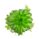 2 inch Sempervivum marmoreum f/ Kazan Gorge, green succulents, indoor succulents, succulent care guide, buy succulents online
