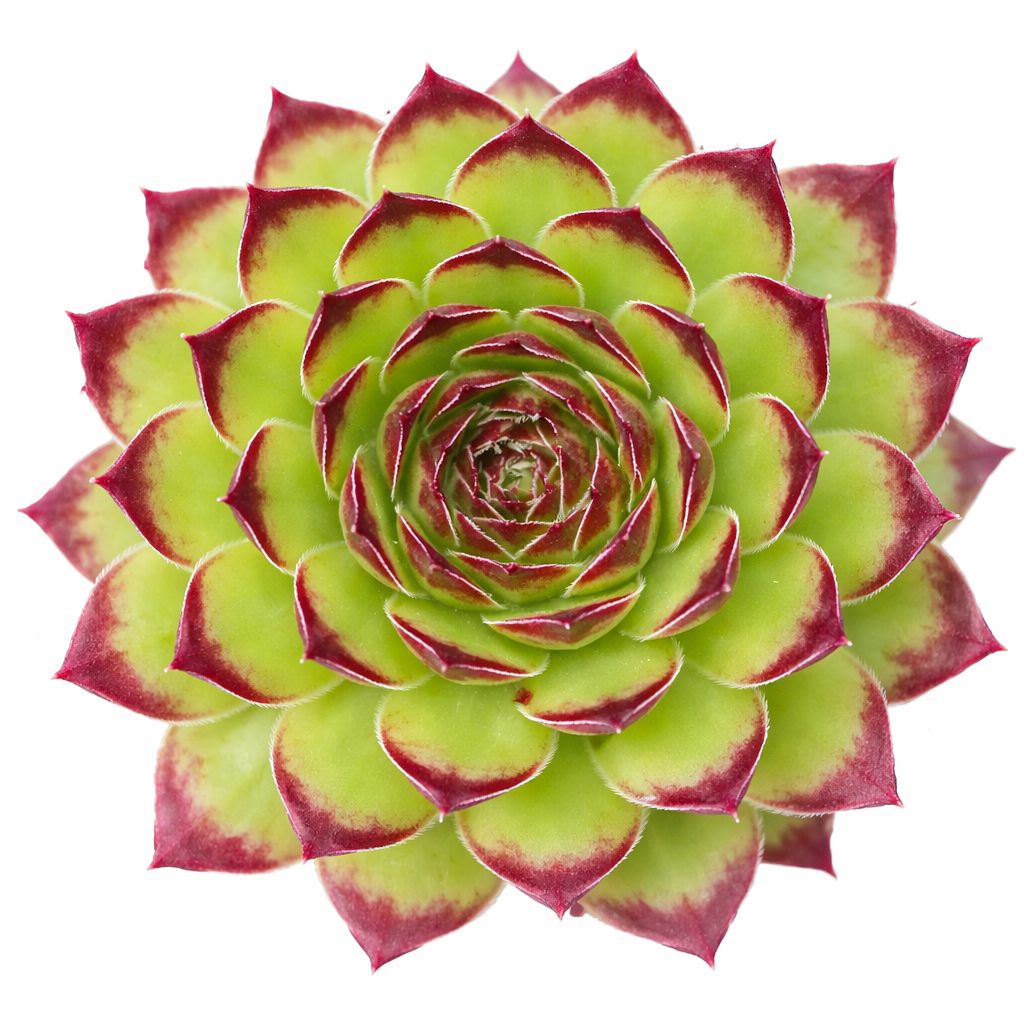 2 inch Sempervivum marmoreum f/ Kazan Gorge, green succulents, indoor succulents, succulent care guide, buy succulents online