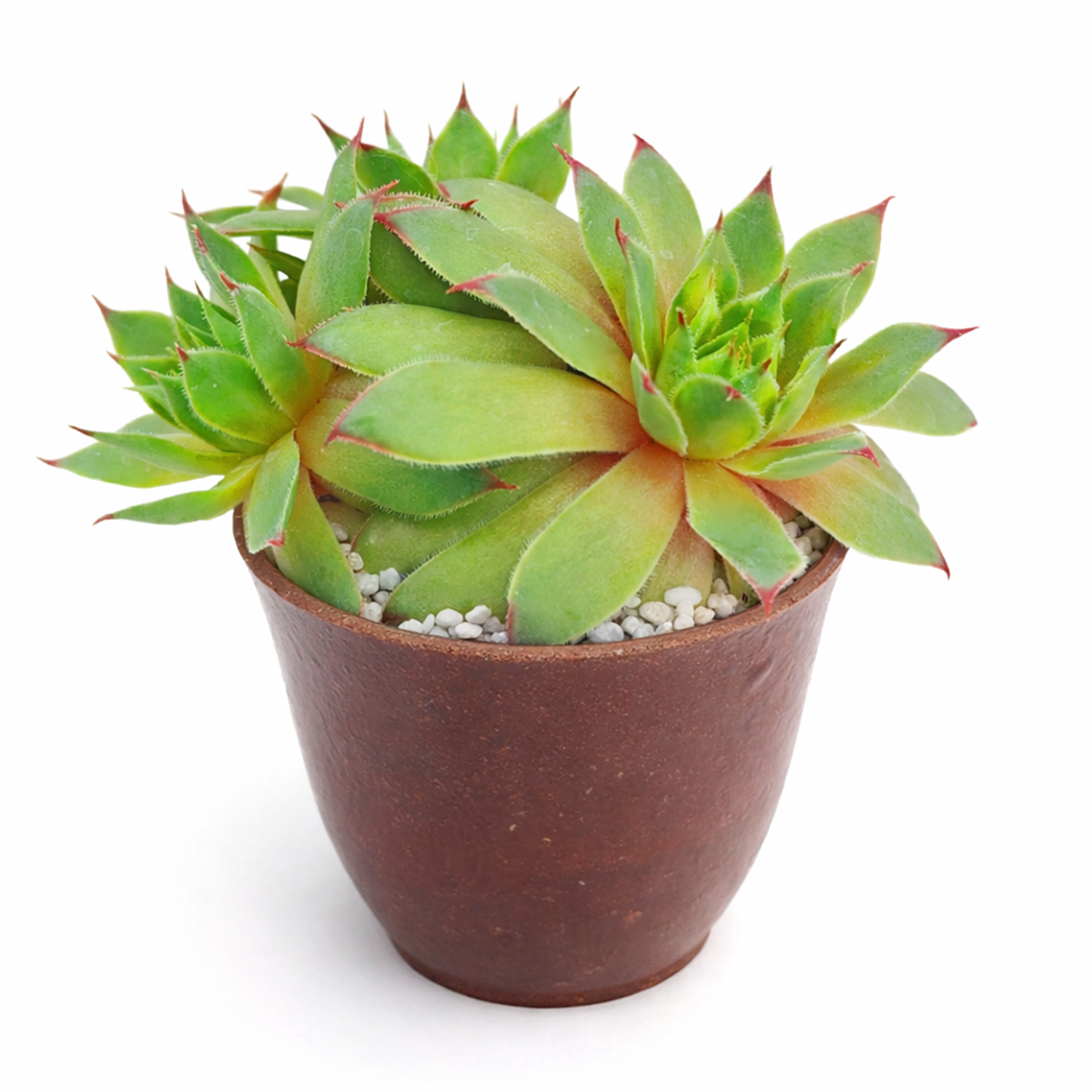 2 inch Sempervivum tectorum Sunset succulent live plant for sale, colorful red and green rosette succulent, easy care Sempervivum Sunset succulent