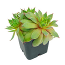 Sempervivum tectorum 'Sunset' in a plastic pot, green succulents, indoor succulents, succulent care guide, buy succulents online