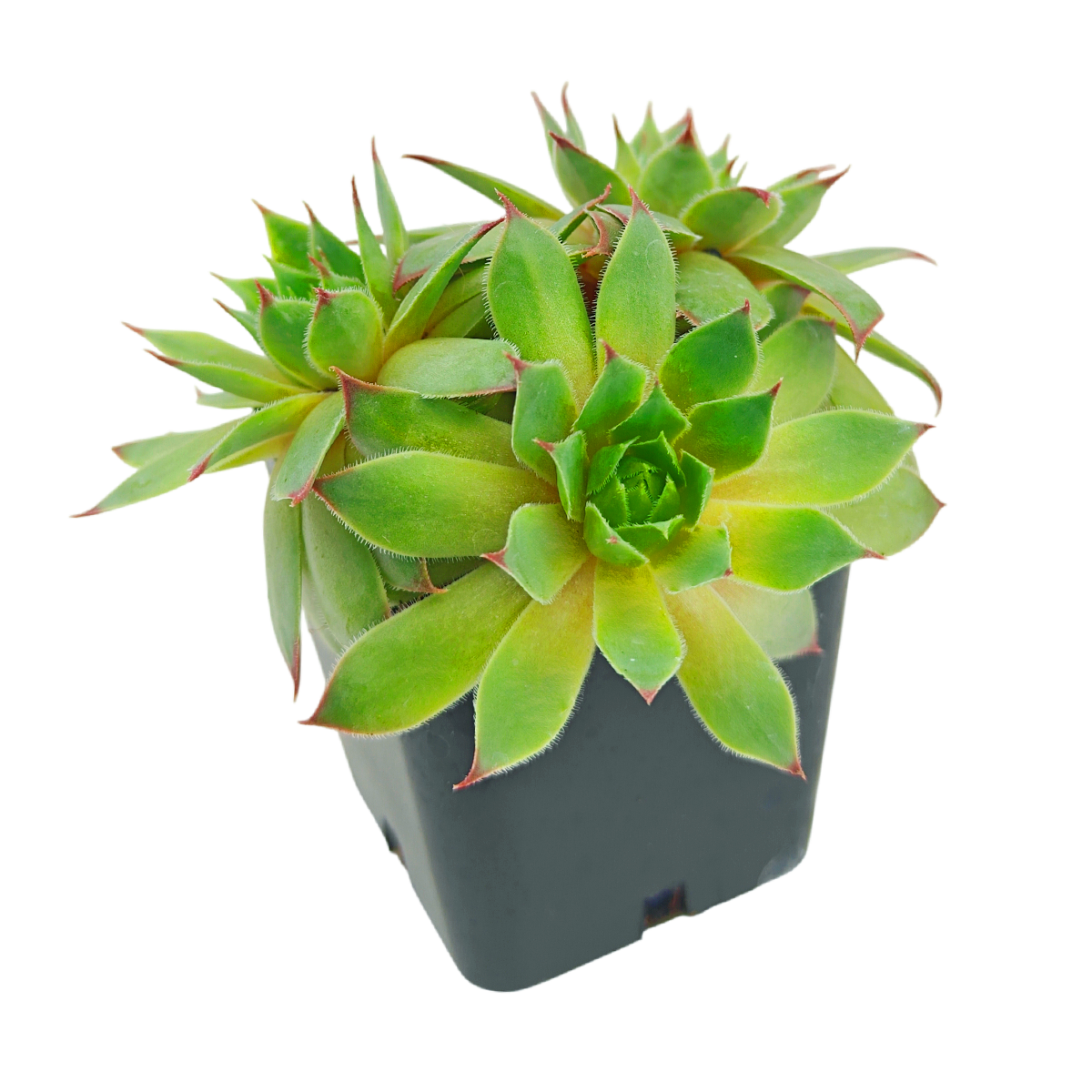 2 inch Sempervivum tectorum 'Sunset', green succulents, indoor succulents, succulent care guide, buy succulents online