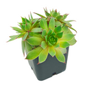 Sempervivum tectorum 'Sunset' in a plastic pot, green succulents, indoor succulents, succulent care guide, buy succulents online