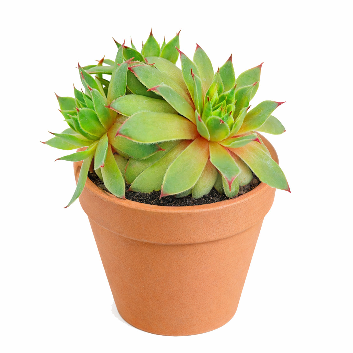 Close-up of a  Sempervivum tectorum 'Sunset' on a white background, green succulents, indoor succulents, succulent care guide, buy succulents online