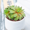 Sempervivum tectorum 'Sunset' in a plastic pot, green succulents, indoor succulents, succulent care guide, buy succulents online