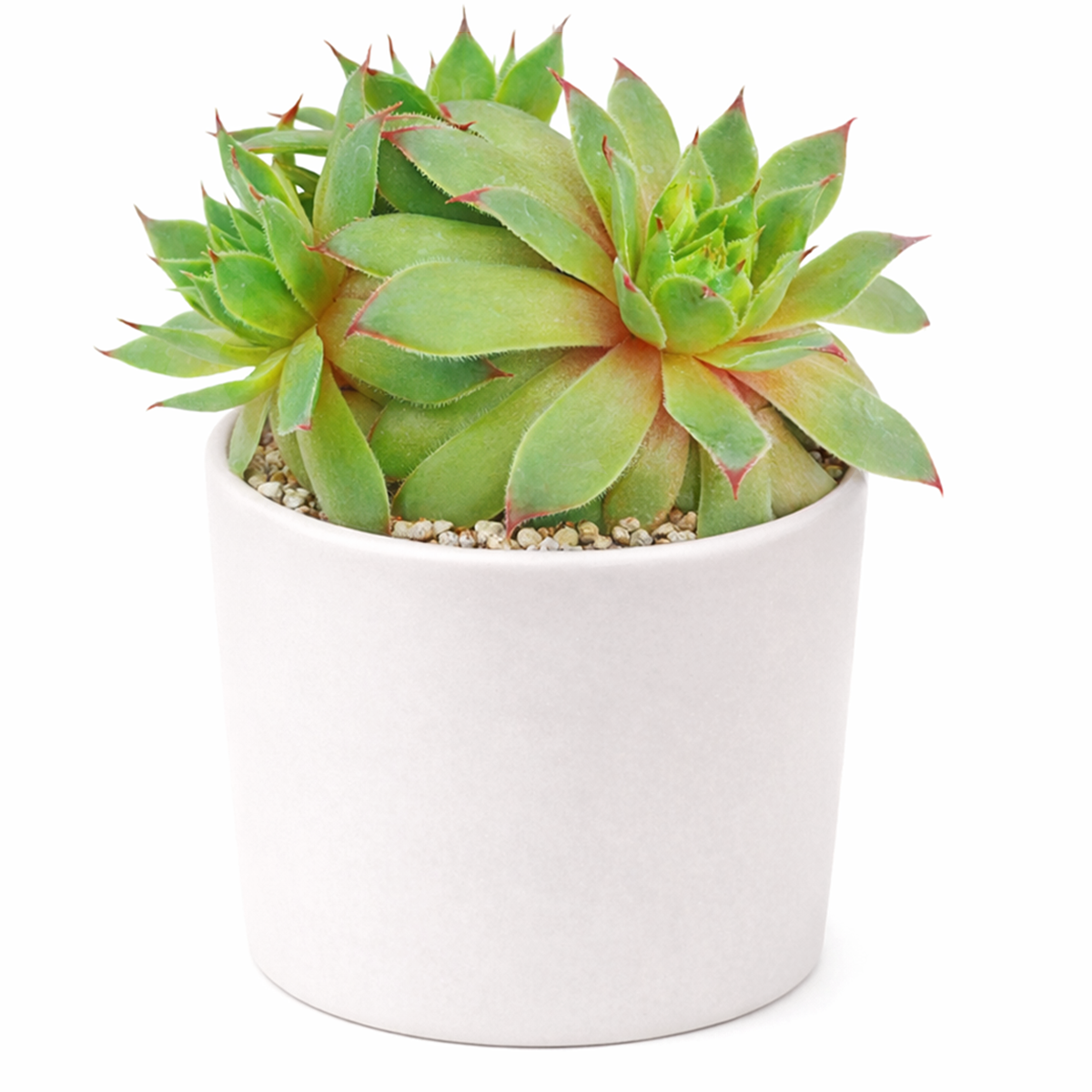 Sempervivum tectorum 'Sunset' in a plastic pot, green succulents, indoor succulents, succulent care guide, buy succulents online