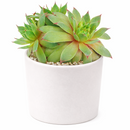Sempervivum tectorum 'Sunset' in a plastic pot, green succulents, indoor succulents, succulent care guide, buy succulents online