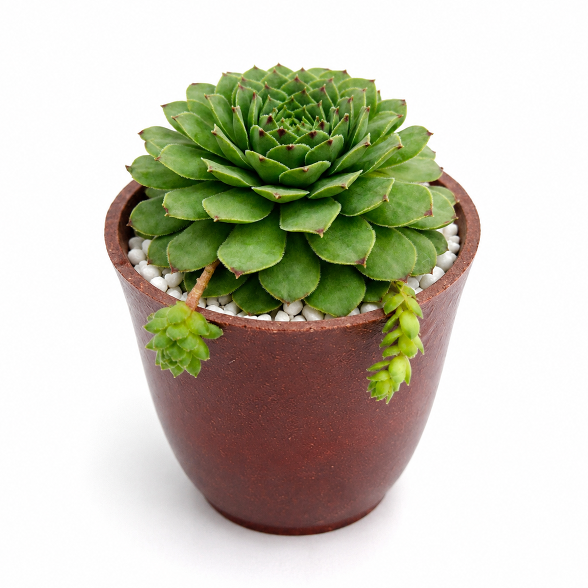 buy sempervivum tectorum andorra live air plant 2 inch online, maroon-flushed succulent rosette with powdery silvery bloom on pale green foliage, slow growth rate with dense compact form ideal for small space gardening, highly sensitive to direct ac airflow causing leaf damage and color loss, needs complete rain shield protection for long-term outdoor cultivation, sophisticated bright cool corner accent for modern minimalist rooms, distinctive rare gift for serious houseplant collectors