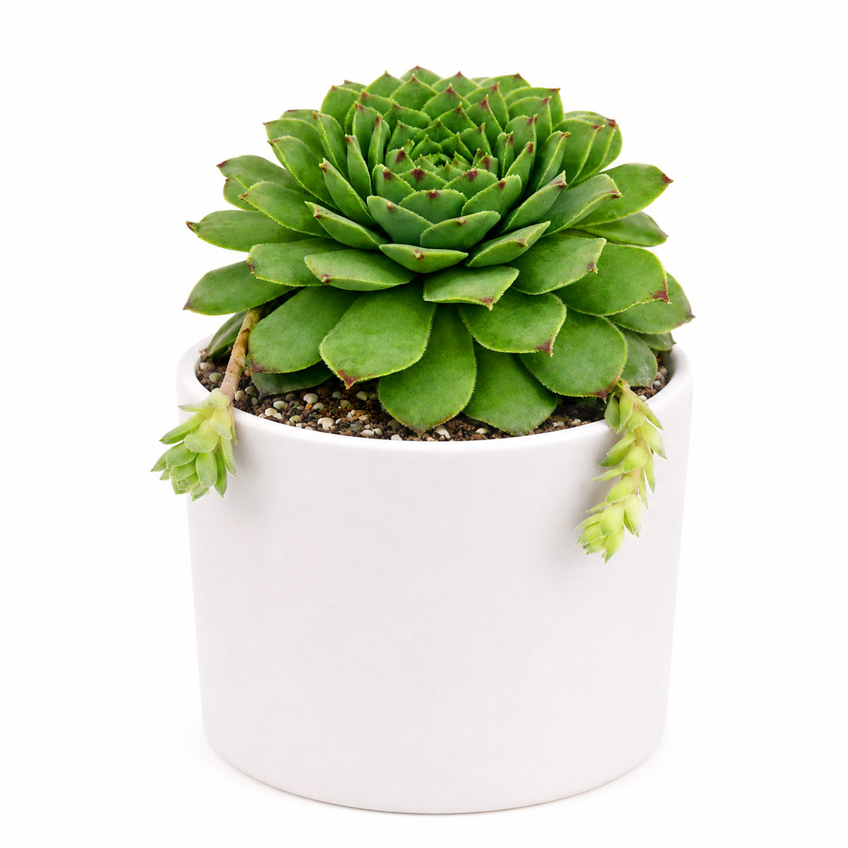 2 inch sempervivum tectorum andorra live air plant for sale, crimson-edged geometric rosette with thick textured fleshy leaves and elegant star pattern, alpine origin succulent with exceptional drought and cold tolerance levels, scorches readily in south windows needing protection from afternoon heat rays, sensitive to heated air requiring placement away from furnace vents and ducts, beautiful living sculpture accent for shelving and table displays, exceptional gift for plant enthusiasts and alpine growers